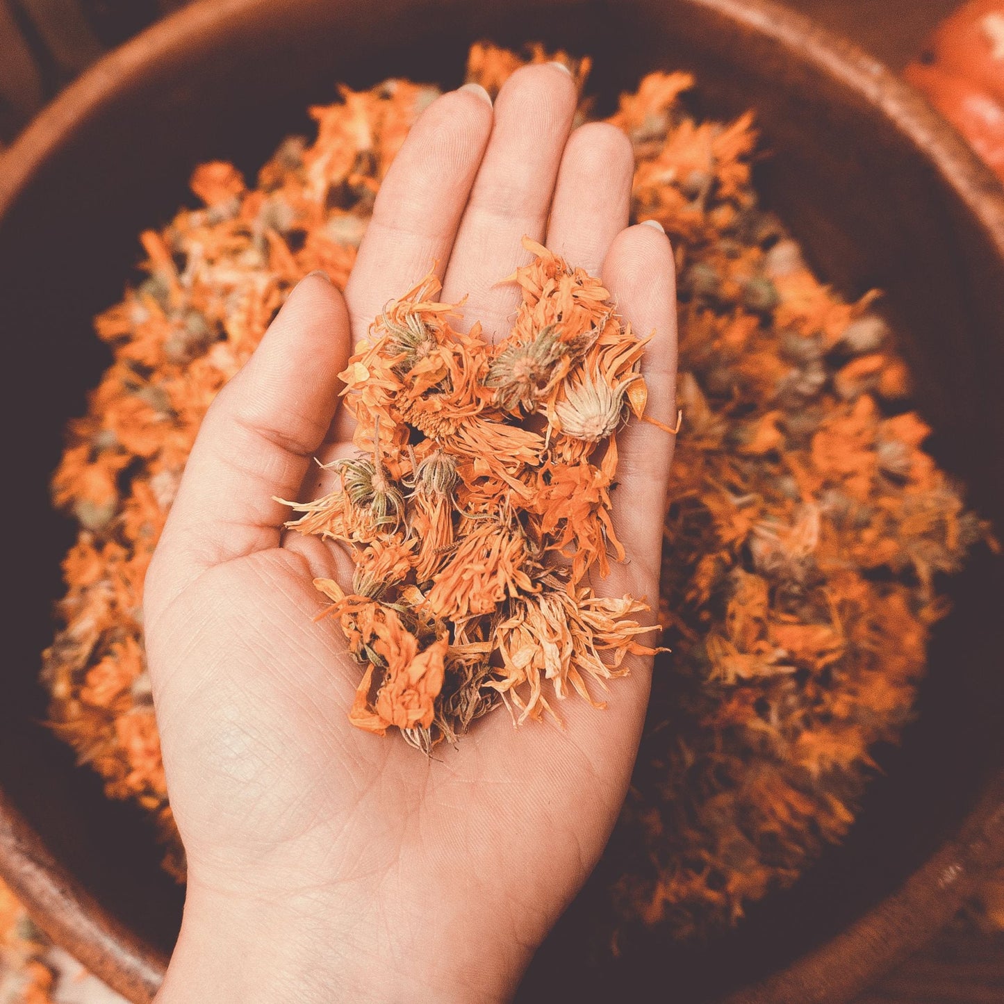 The Healing Power of Calendula Flowers: Benefits, Uses, and DIY Recipes